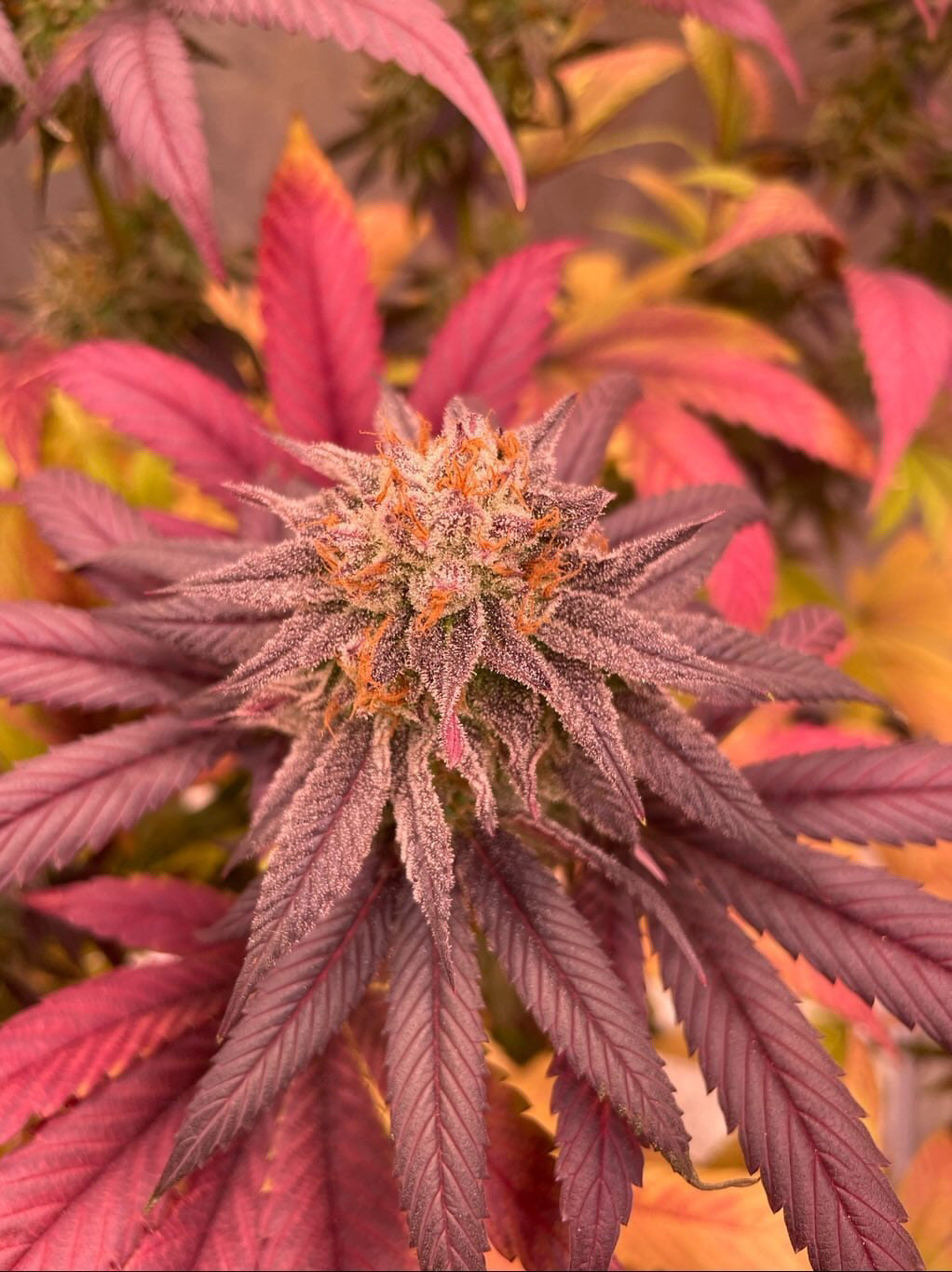 Photo d'un bud de Blue Roi F2