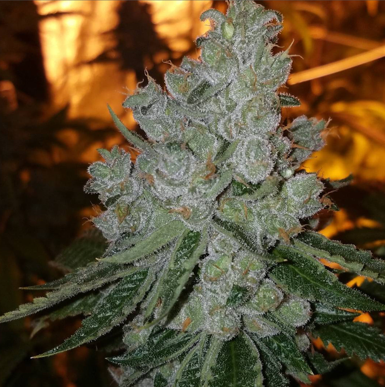 Lignée Casper OG (Archive Seeds)