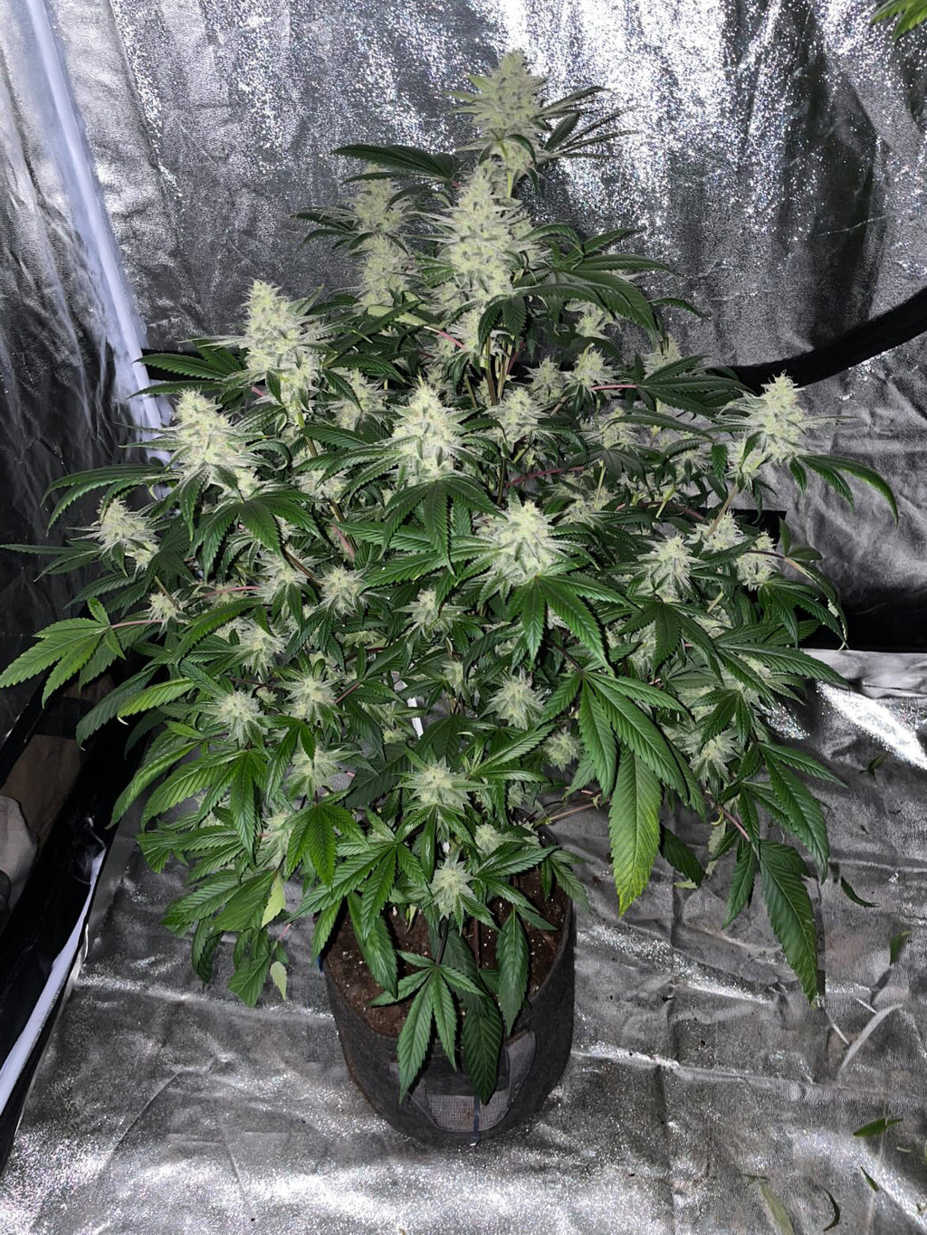 Blue Glue F1