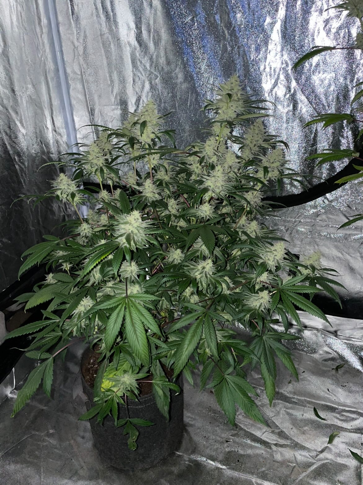 Blue Glue F1