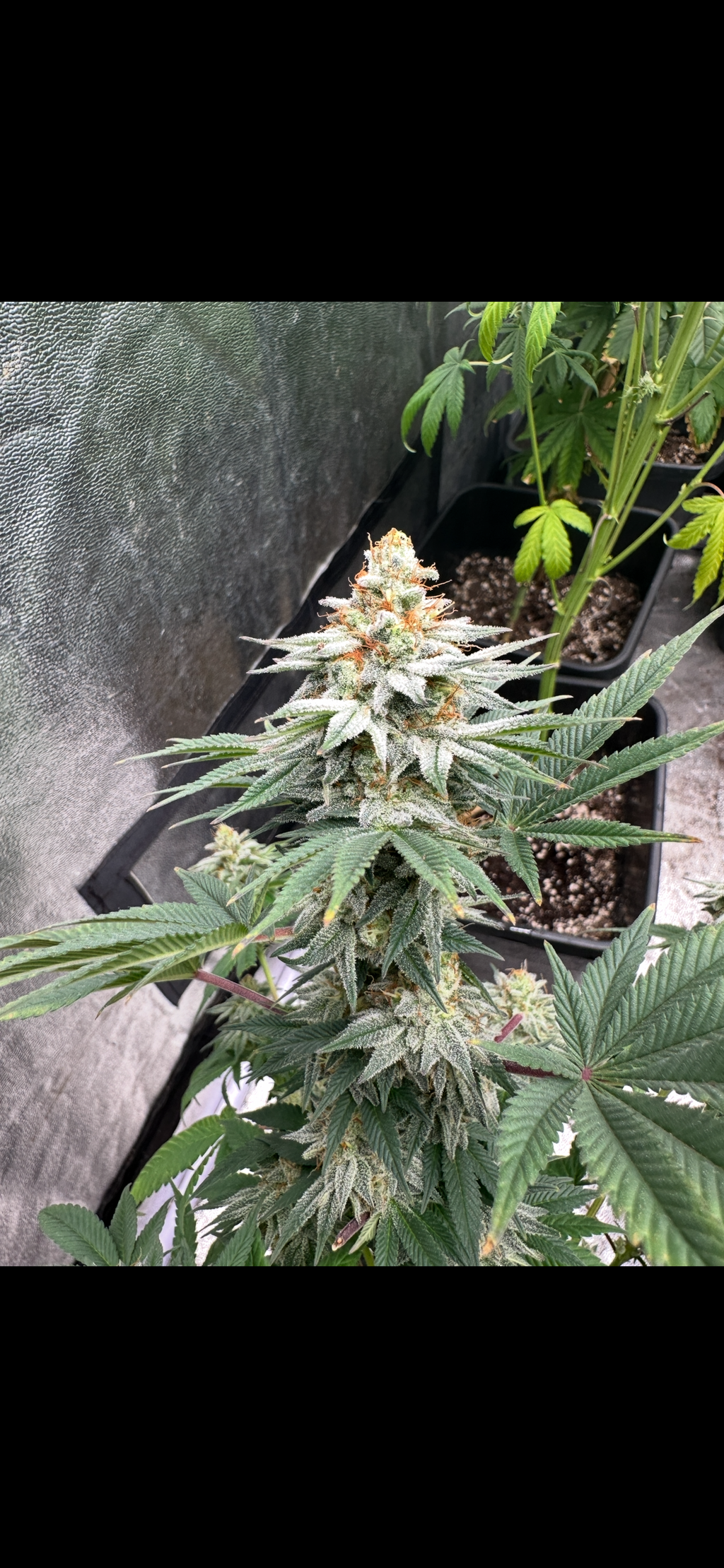 Sour Nutz F1