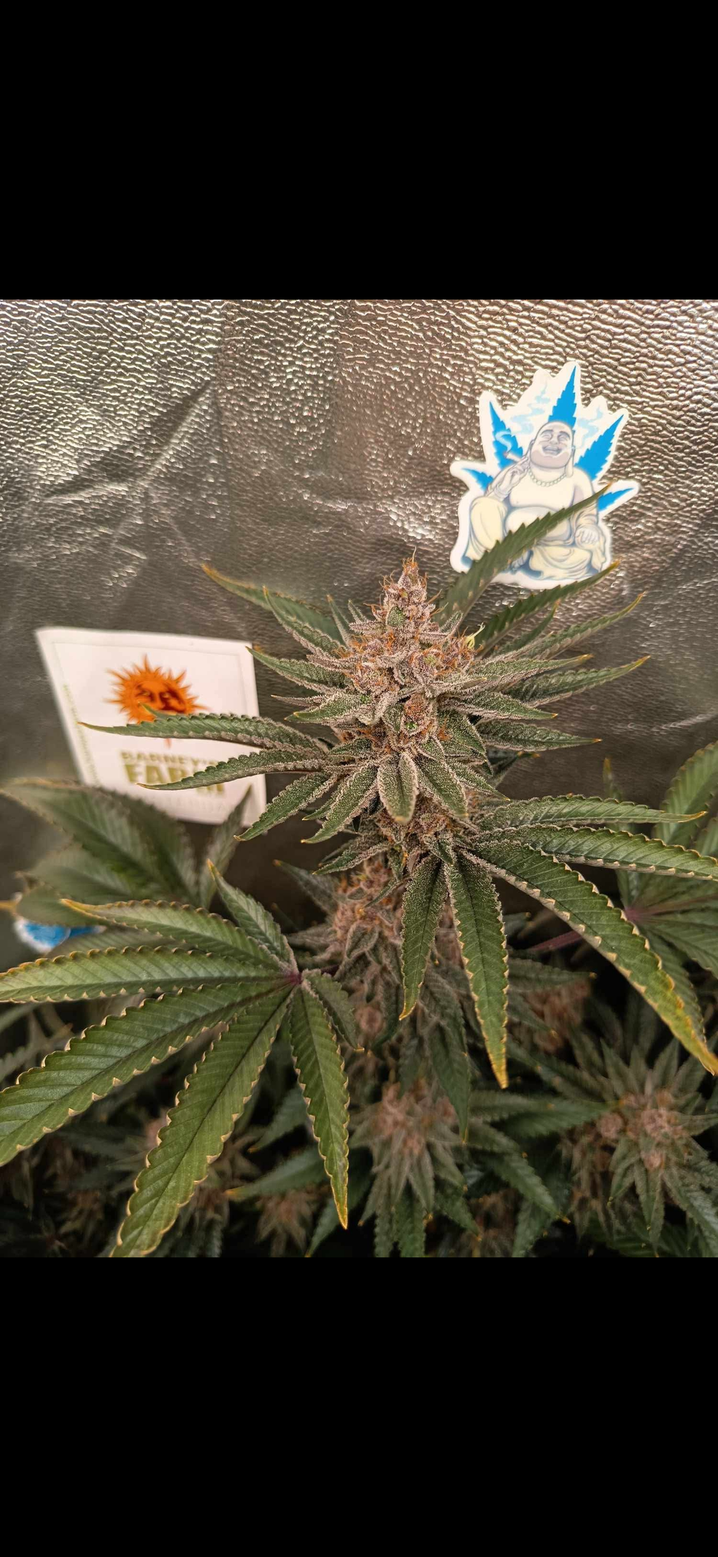 Sour Nutz F1