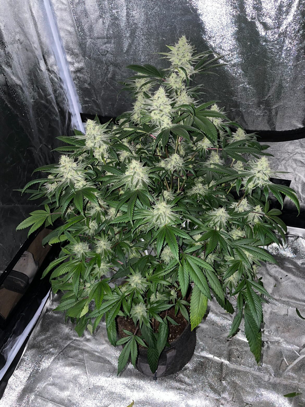 Blue Glue F1