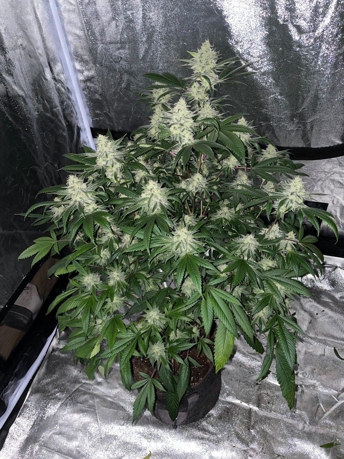 Blue Glue F1