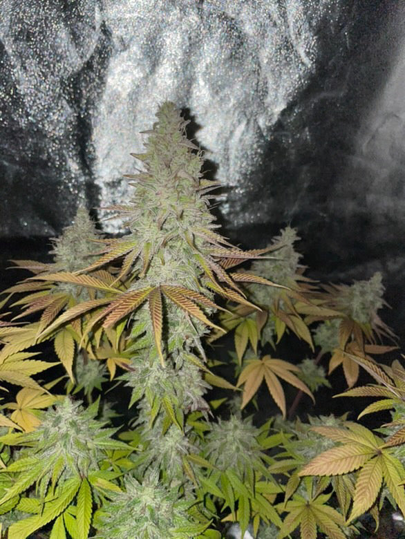 Photo de blue glue 6