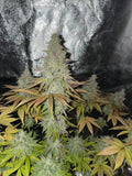 Photo de blue glue 6