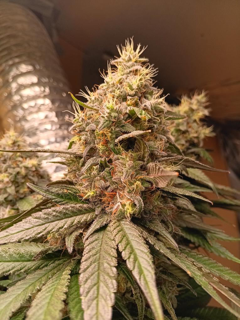 Photo de glue nutz 6