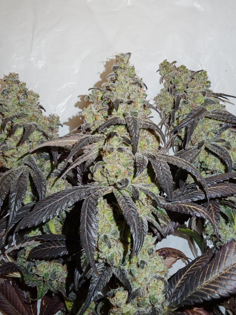 Photo de glue nutz 3