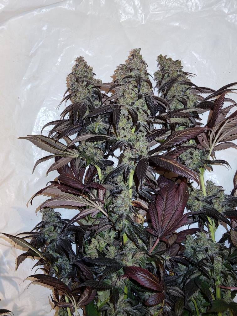 Photo de glue nutz 4