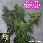 Photo de glue nutz 5