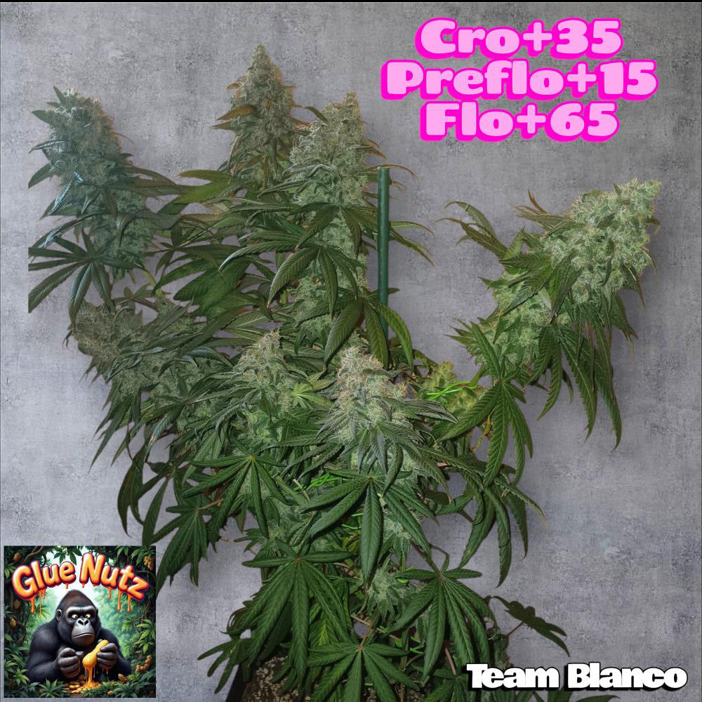 Photo de glue nutz 5