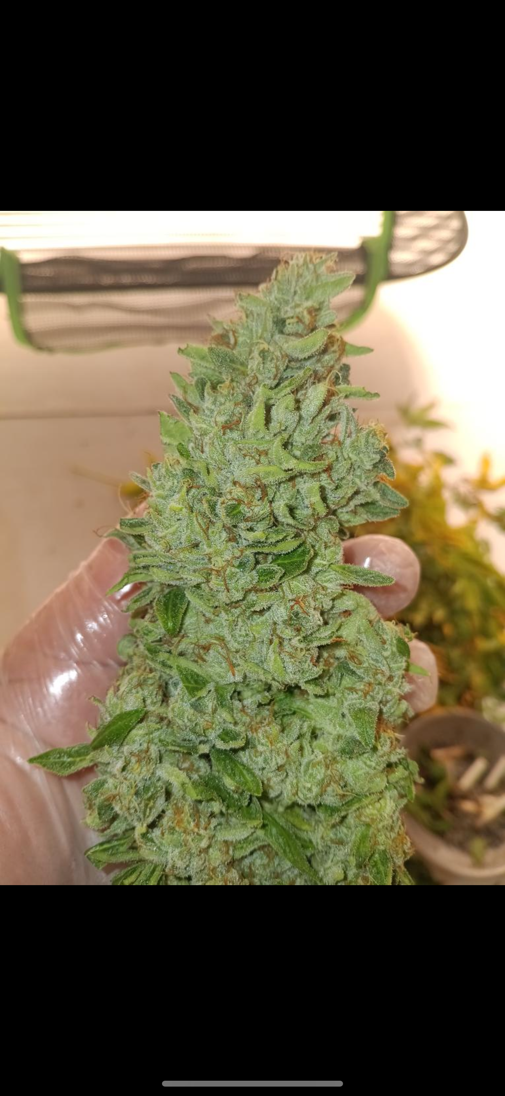 Photo de granny glue 1