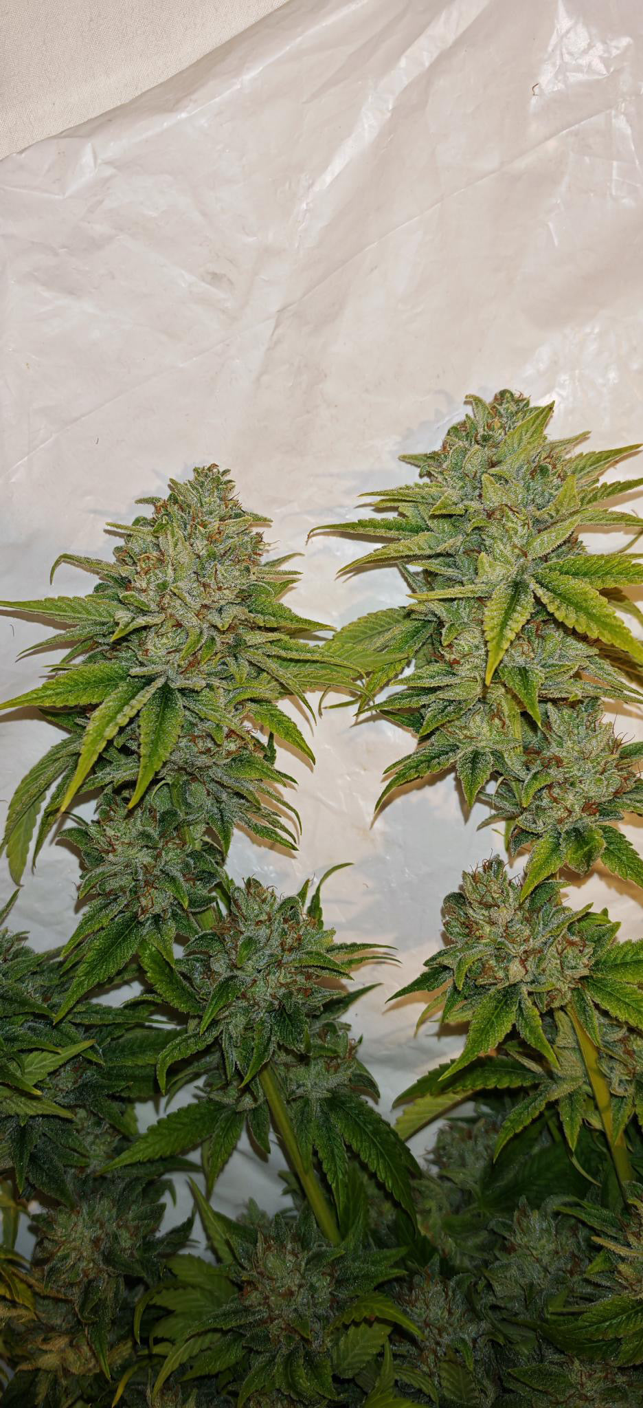 Photo de granny glue 2