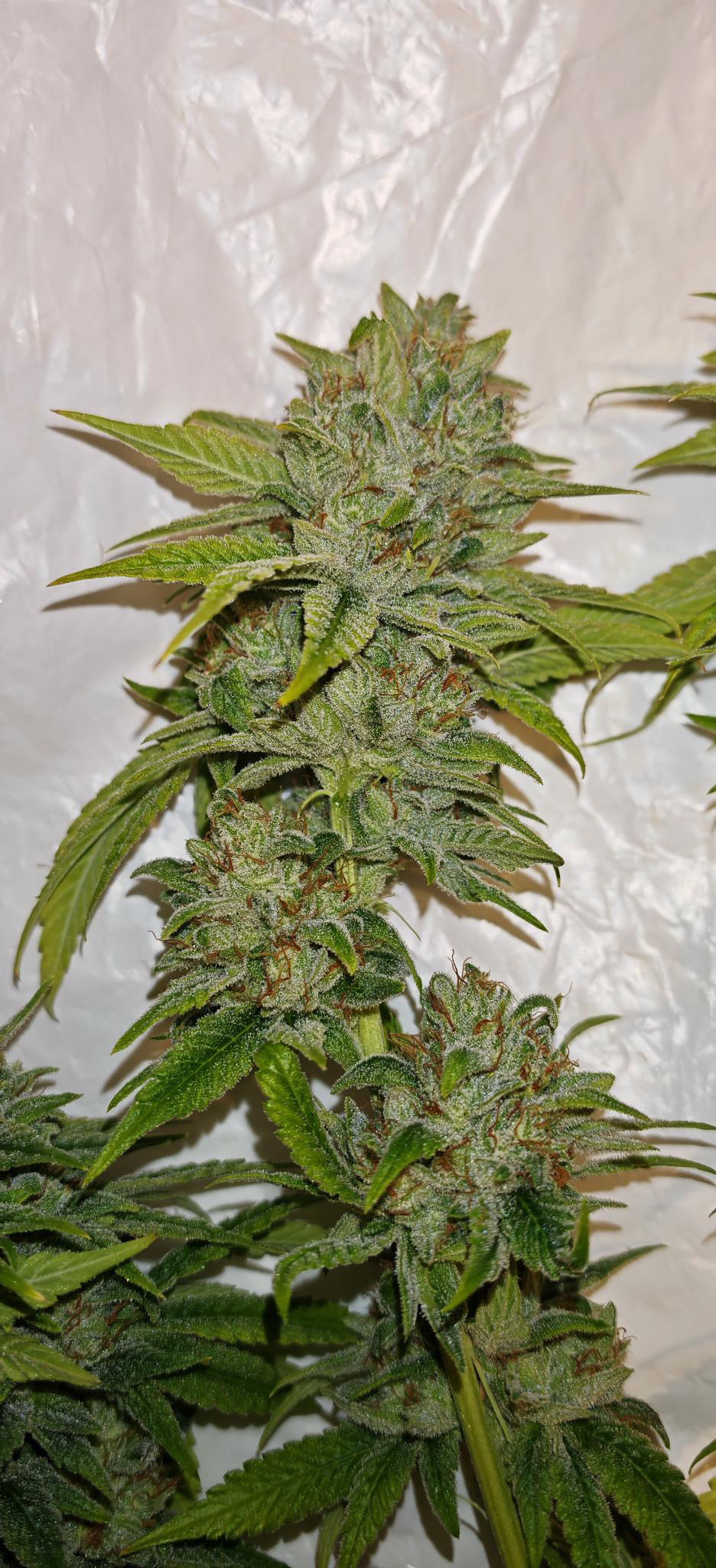 Photo de granny glue 3
