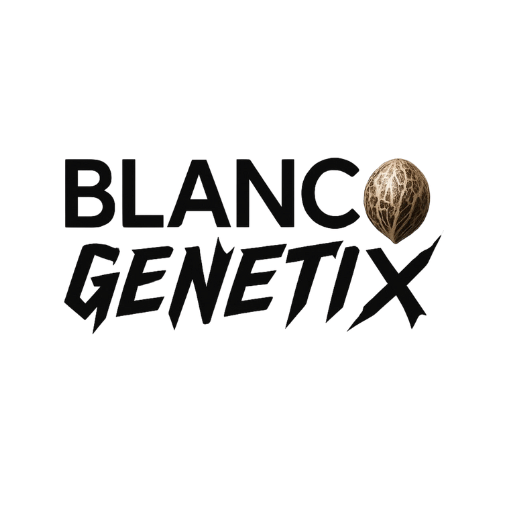 Graines de cannabis régulières - Chem and Sour F1