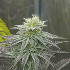 Photo d'un bud de Glue Nutz